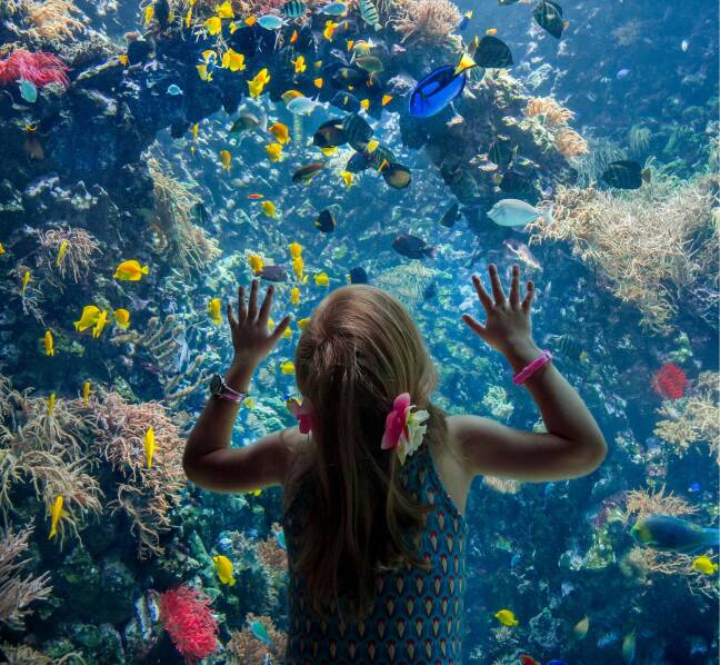 Een meisje kijkt naar de vissen in het aquarium in de Zoo