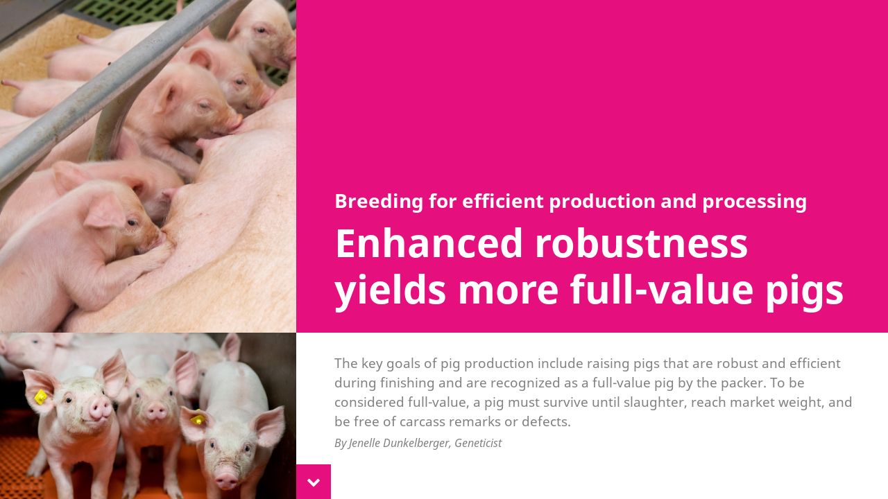 Robustness for more full-value pigs - Online Magazine Progress - Autumn ...