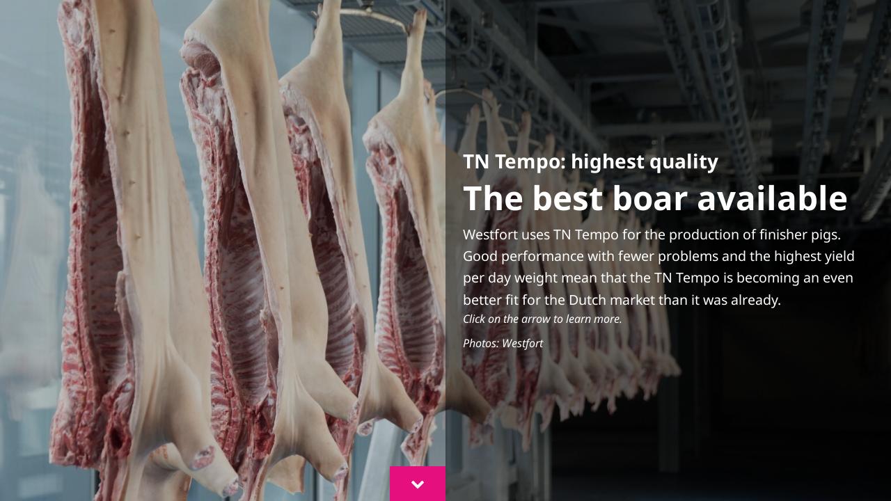 Tn raglan christmas t