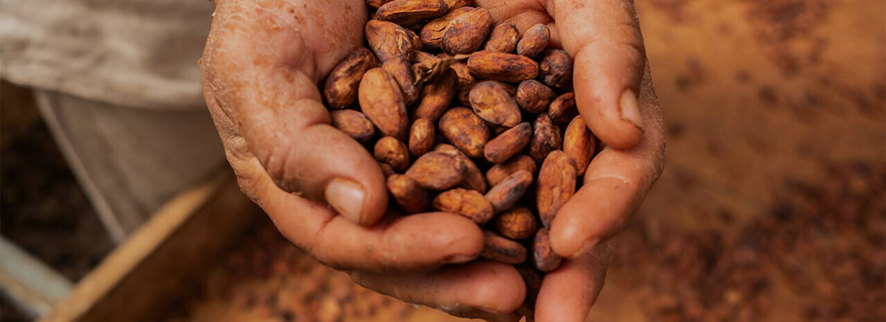 A closeup image of a person's hands scooping up a handful of cocoa beans,