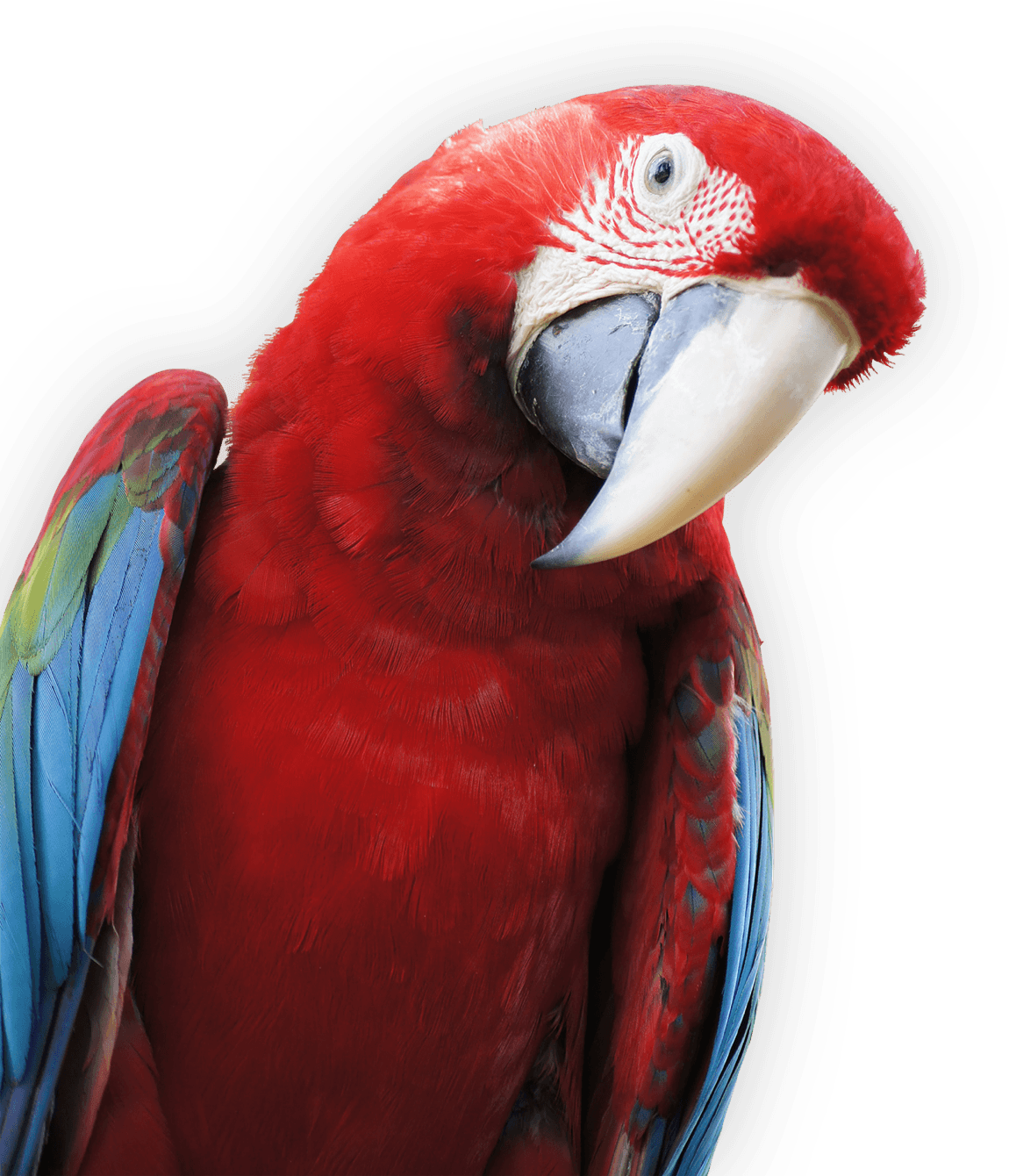 parrot