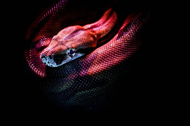 Close-up image of a colourful snake on a pitch black background