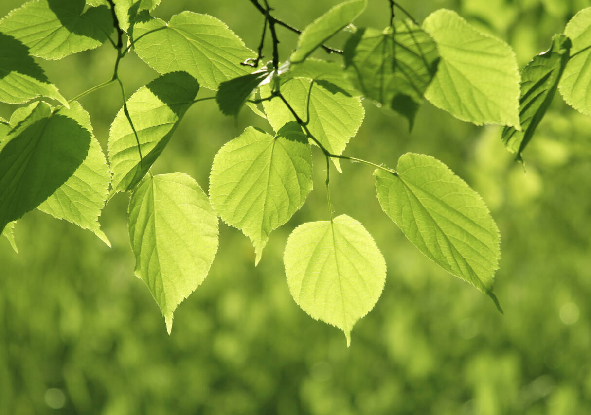 rubrieken_focus_natuurwetenschappen_3-9.png (copy)