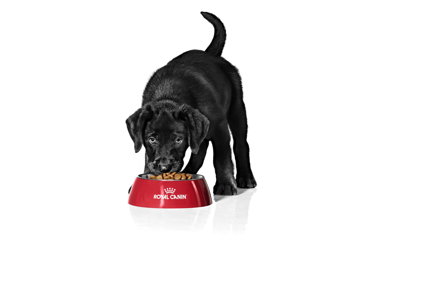 labrador_puppy_-_start_of_life_emblematic_high_res._print.png
