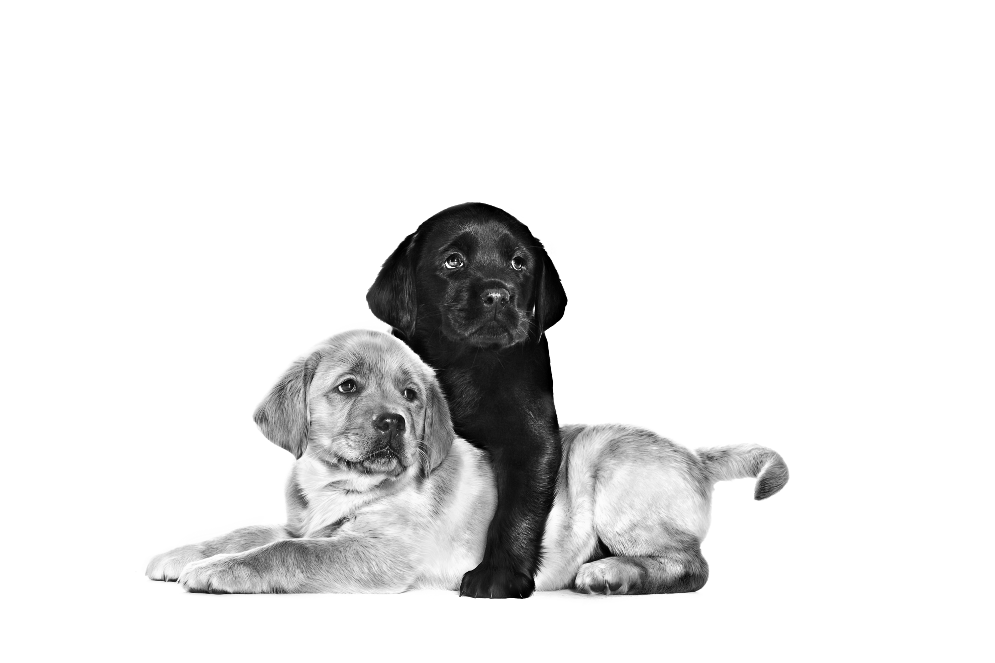labrador_retriever_puppies_-_birth_growth_emblematic_med._res._basicpng