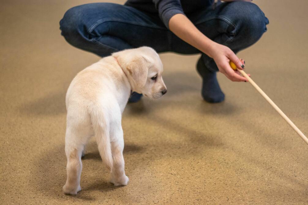 Hulphond labrador retriever