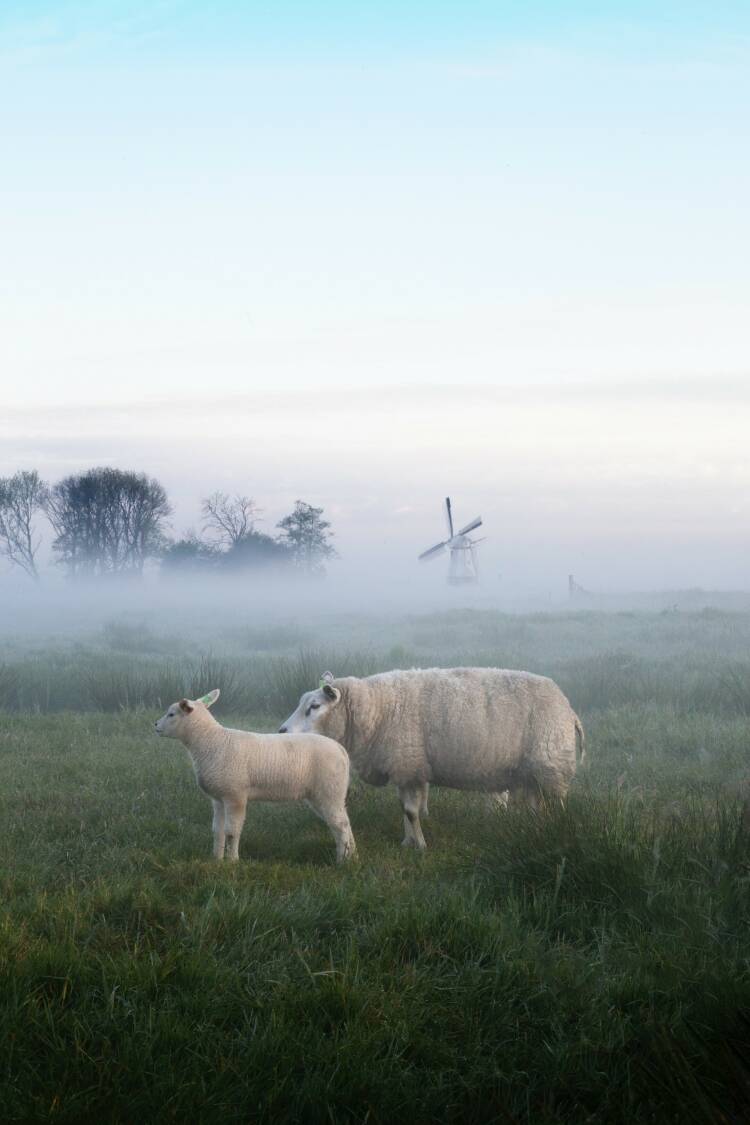 Beeld van een schaap en een lammetje in de vroege mistige weide met op de achtergrond een molen