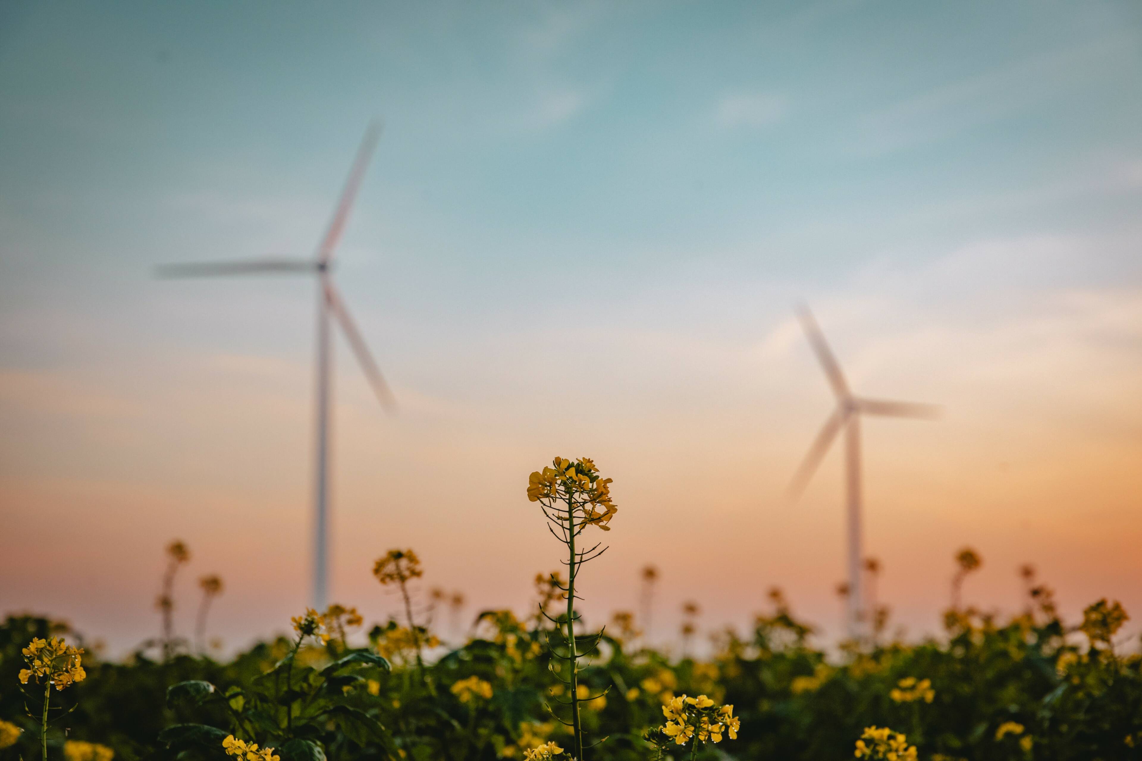 Beeld van gele bloemen in de weide met op de achtergrond windmolens tijdens een neergaande zon