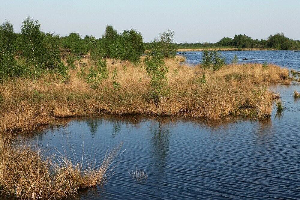 Beeld van veen lanschap