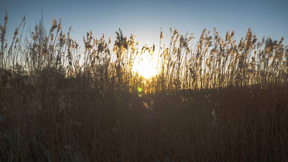 Beeld van de zon die door het riet schijnt