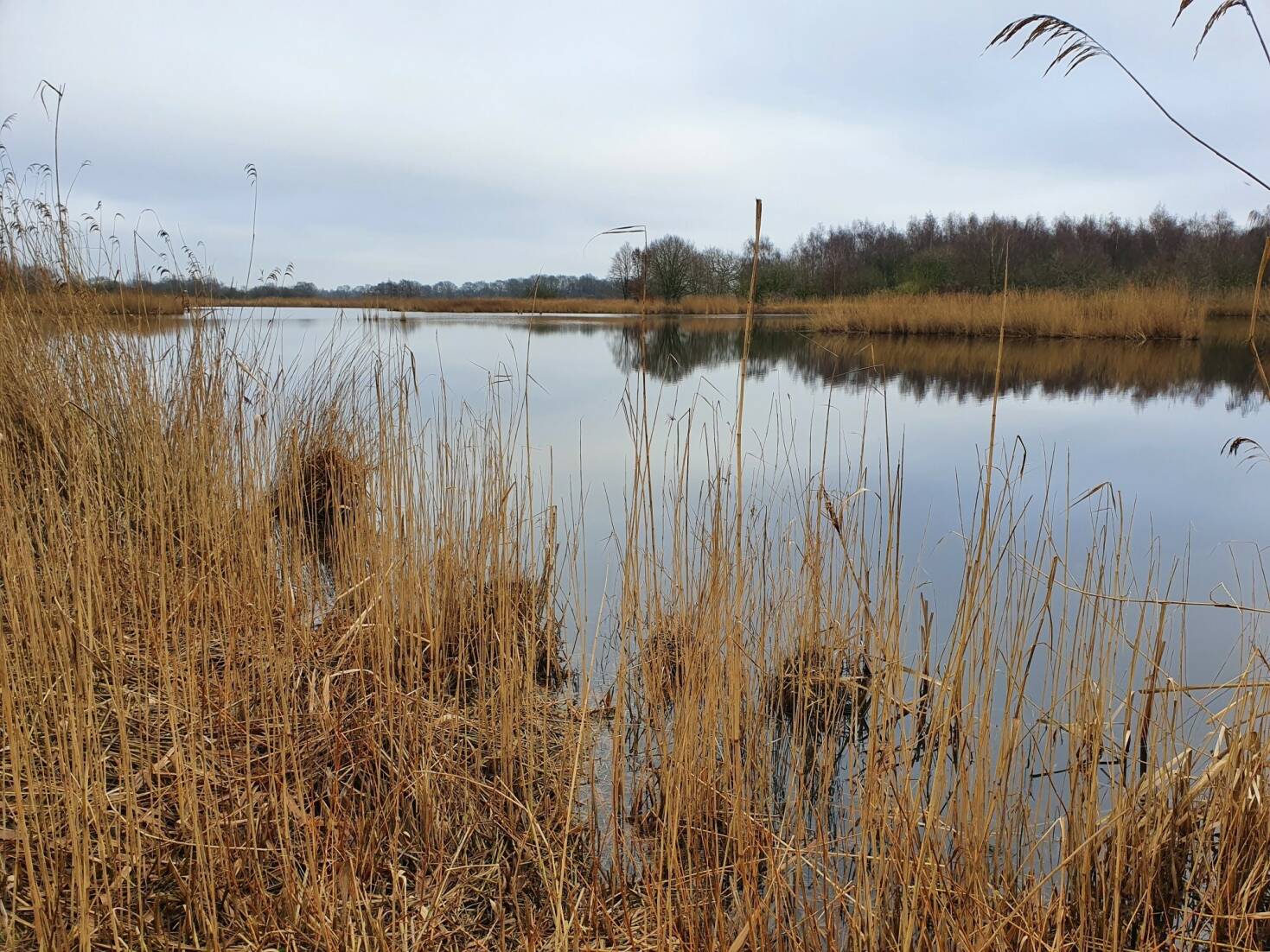 Beeld van een rivier met riet langs het water