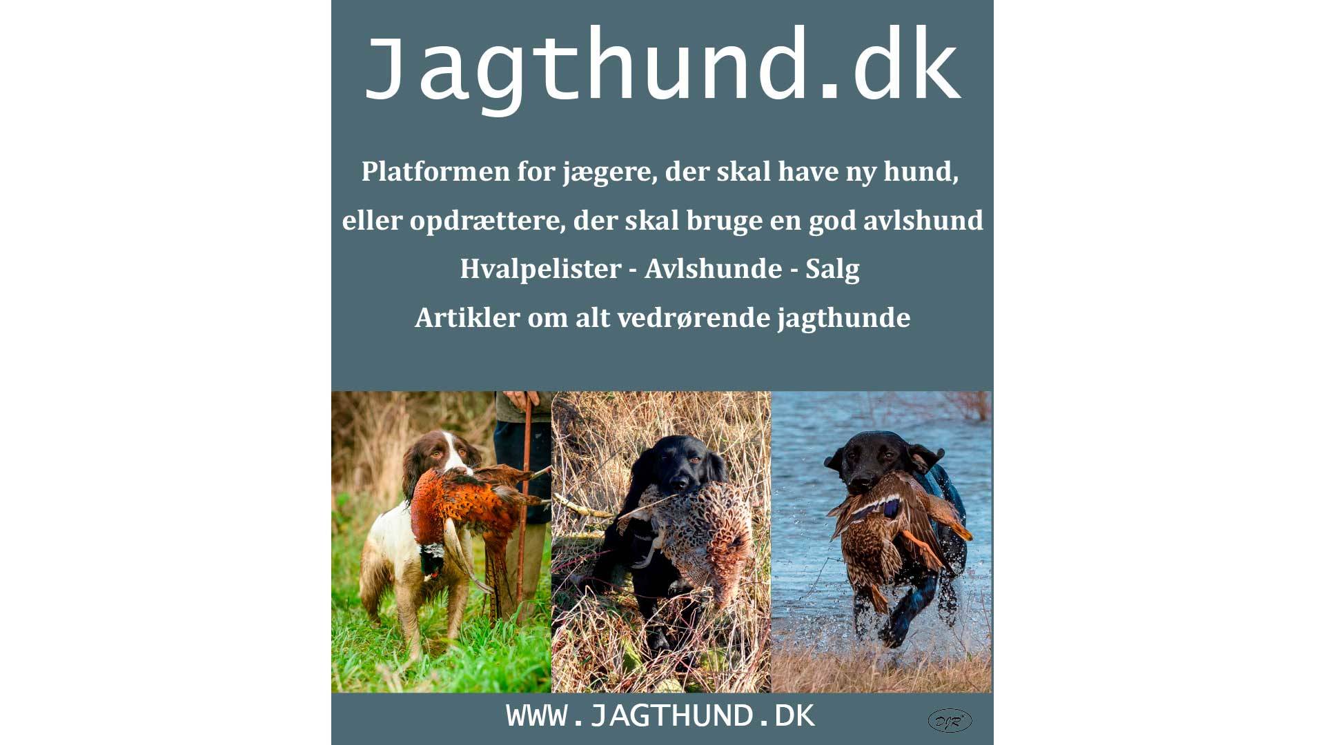 Traeningsudstyr Til Jagthunden Mit Jagtblad Marts 2020