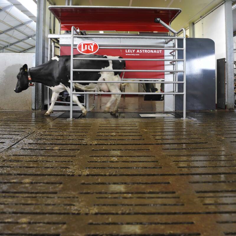 lely_cso5371_walkingcow-portrait.jpg