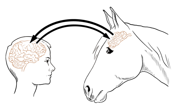 The Horse s Brain How The Horse s And The Human Brain Differ From Each 