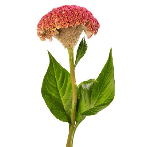 celosia los