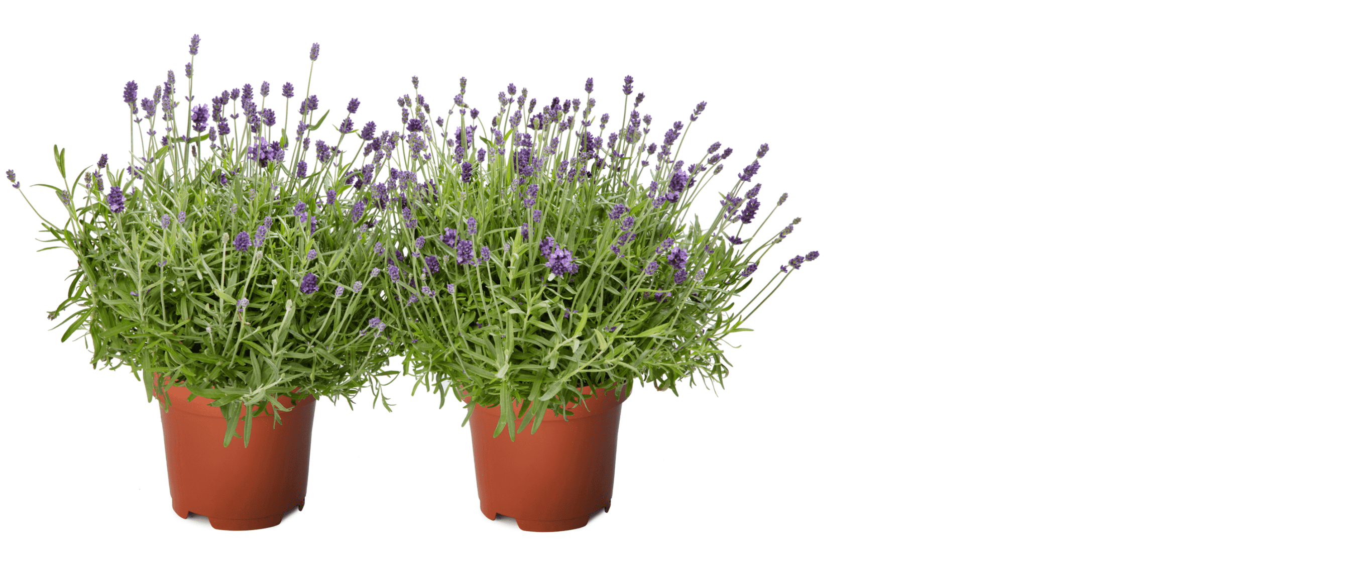 2lavandula_angustifol...