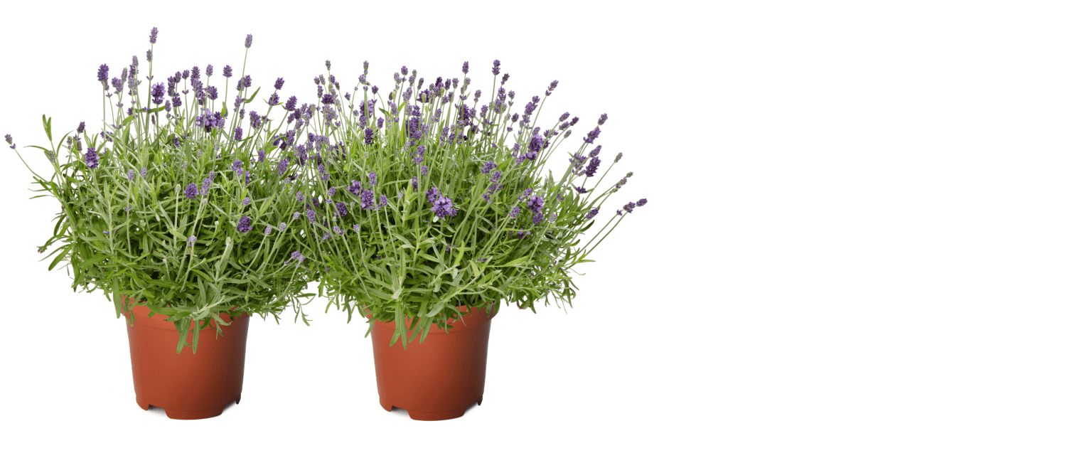 2lavandula_angustifol...