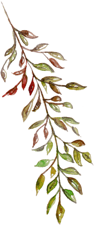 Leaf 11
