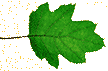 leaf1 (Copy)