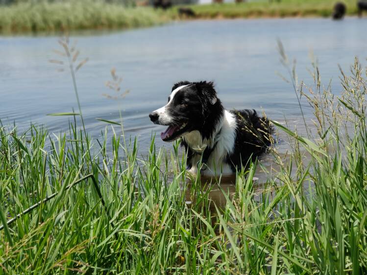Foto van een hond in het water