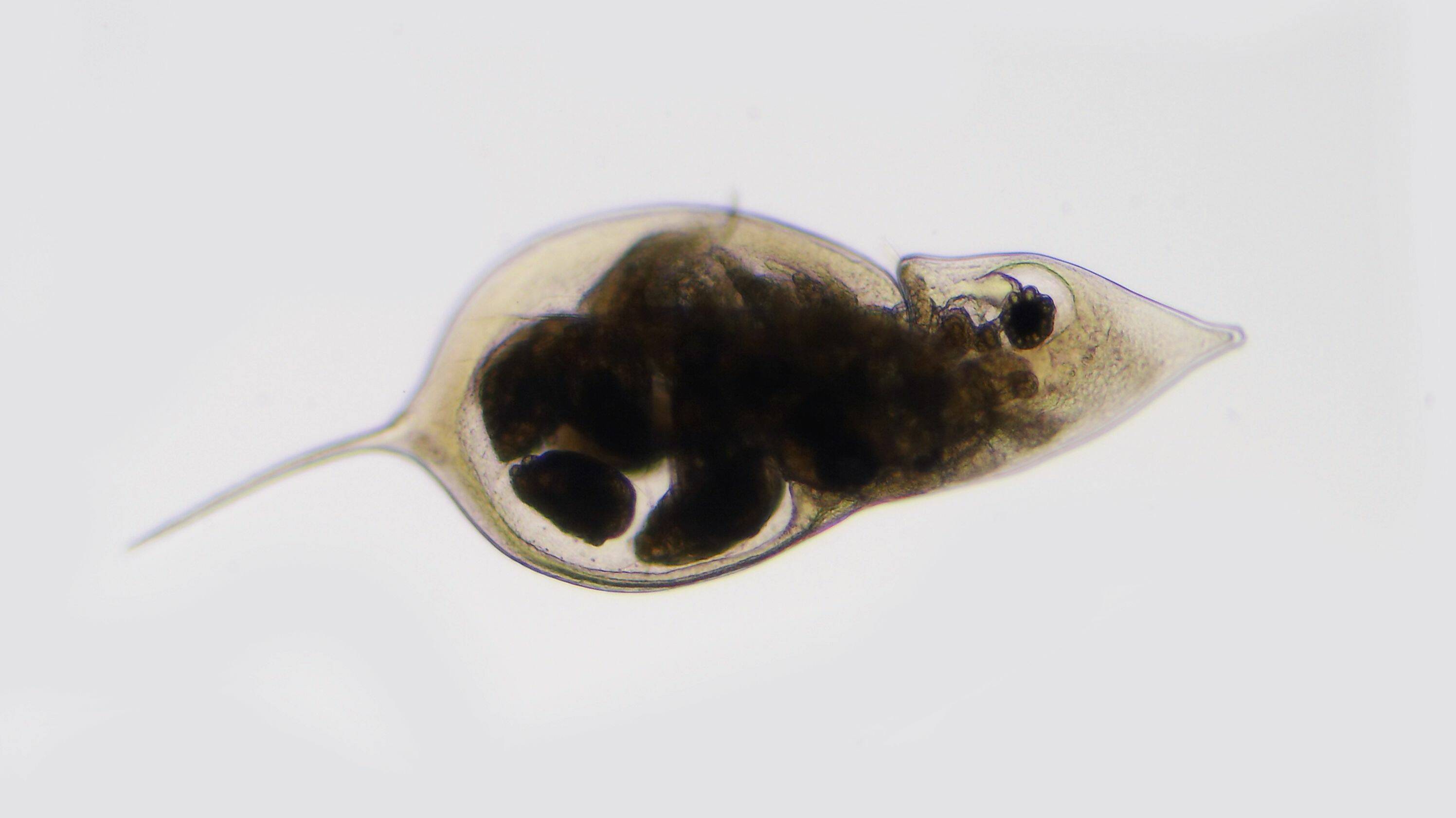 Microscopische foto van een zooplanktonorganisme