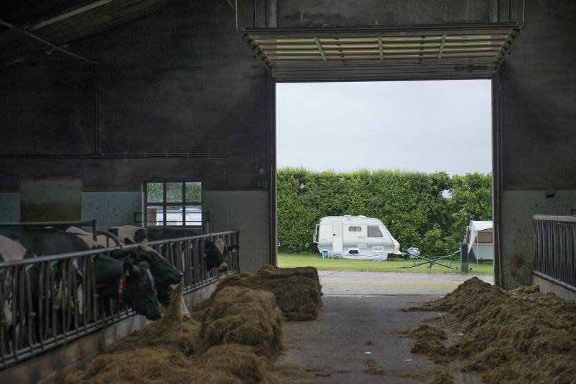 Foto van een camping bij de boer. Je kijkt vanuit een stal met koeien door de open staldeuren naar twee caravans voor een groene heg.