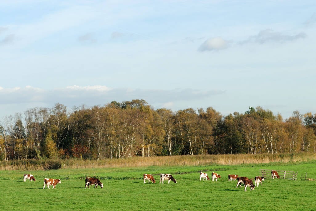 Foto van koeien die grazen in de wei.