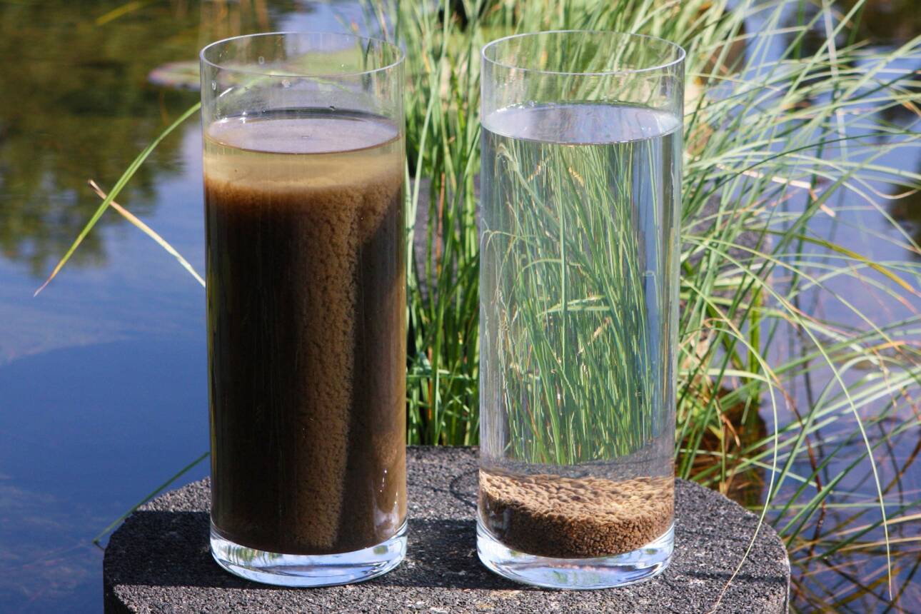Foto van twee glazen gevuld met water en slib, het linkerglas zit tot bovenaan vol met slib gemengd met water. In het rechterglas is het slib tot korrels gevormd en neemt maar een klein laagje op de bodem van het glas in.