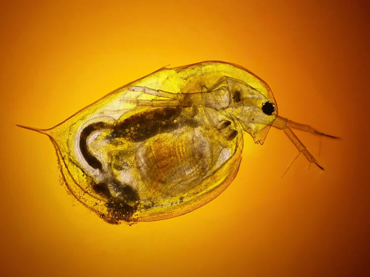 Onderwaterfoto van een snoekbaars