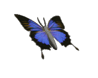 Butterfly (copy)