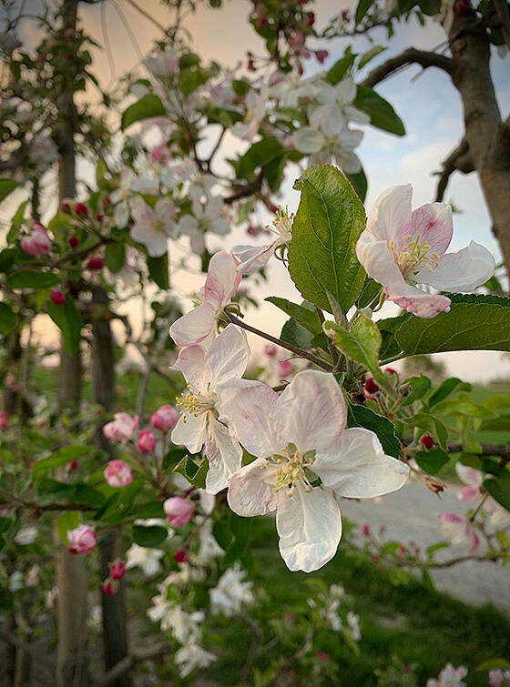borgloon-bloesems.jpg
