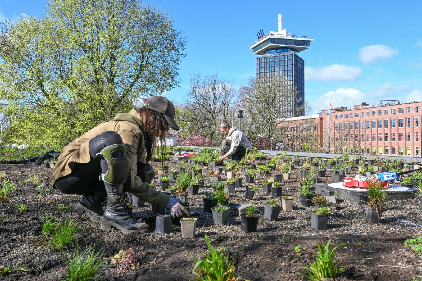 Groene daken: Poortgebouw Tolhuistuin en gebouwen aan de Weesperstraat, Oostelijke Handelskade en Gebouw Vivaldi Zuidas