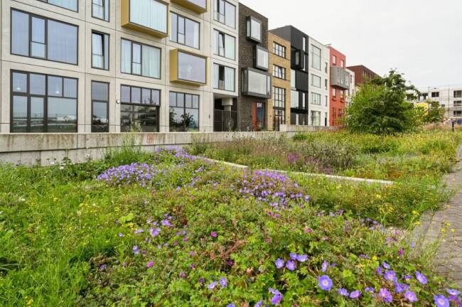 Quashibastraat, Centrumeiland, IJburg. Al vier groeiseizoenen lang worden bodemopbouw en soortkeuze getest. De ervaringen worden voor de definitieve beplantingen in heel Centrumeiland toegepast.