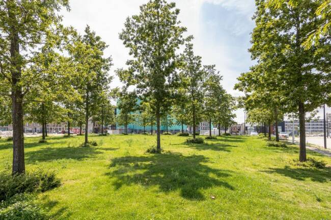 Het bomencarré bestaat uit 32 eiken die al voor aanvang van de bouw zijn geplant. Lokatie Srefidensiplein, Centrumeiland, IJburg.