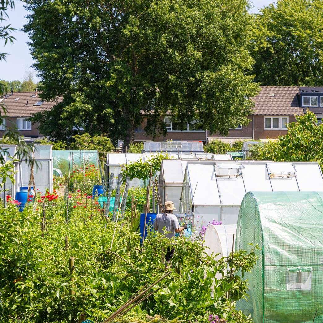 De tuinen van Tuindersvereniging Driemond