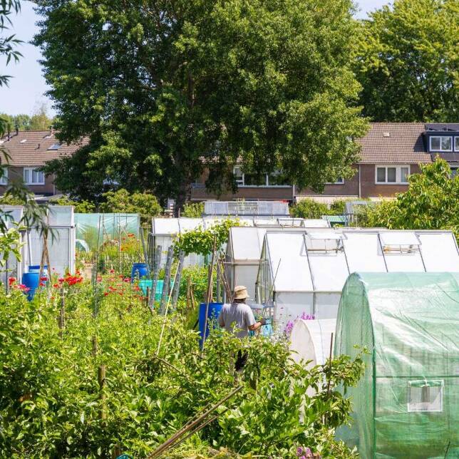 De tuinen van Tuindersvereniging Driemond