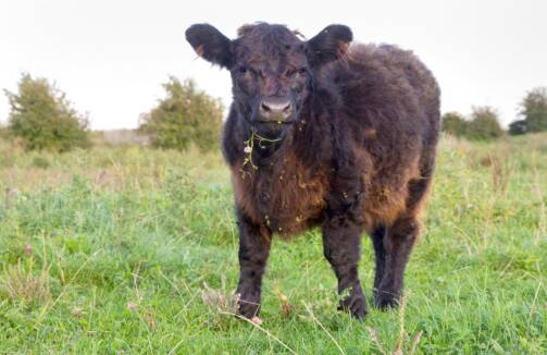 Een grote grazer in het veld