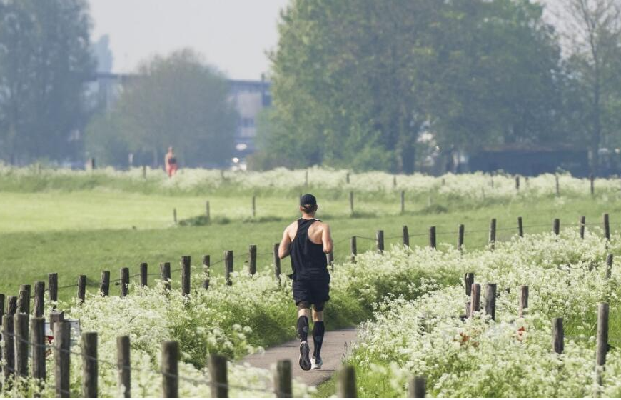 Een wandelaar tussen weilanden, bloeiende bermen