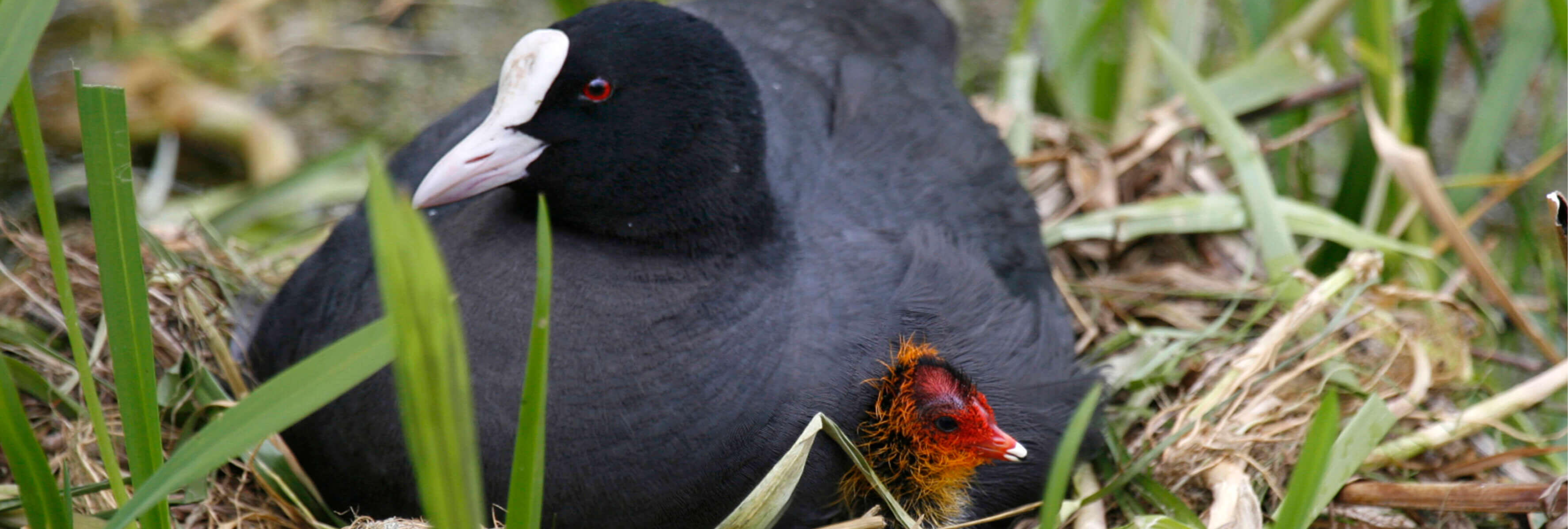 Een vrouwtjesmeerkoet op haar nest