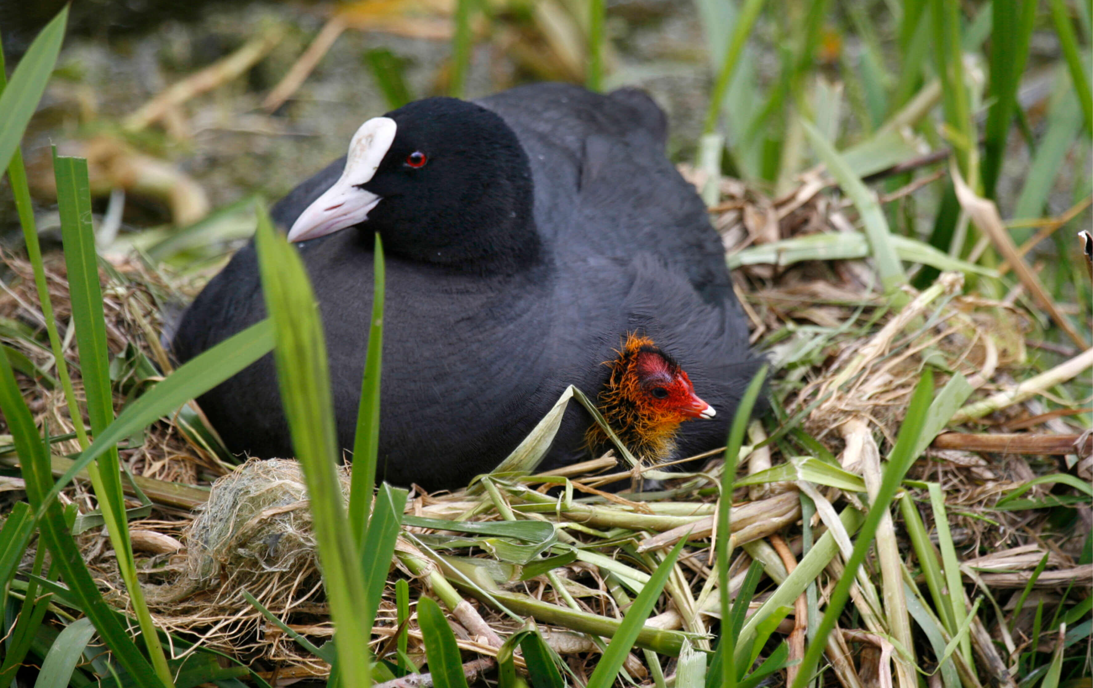 Een vrouwtjesmeerkoet op haar nest