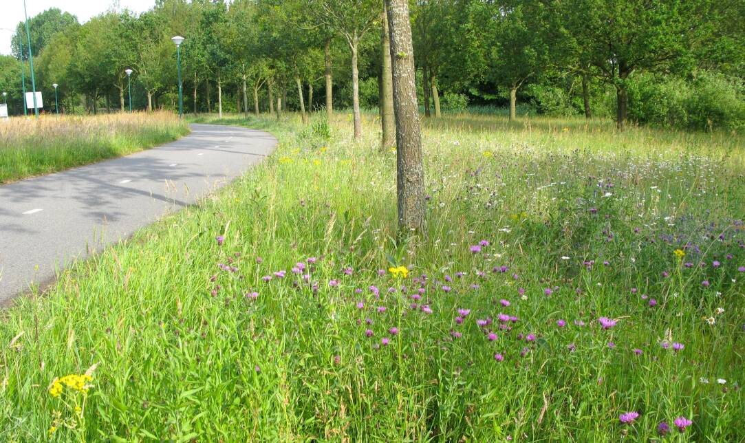 Een bloemrijke berm