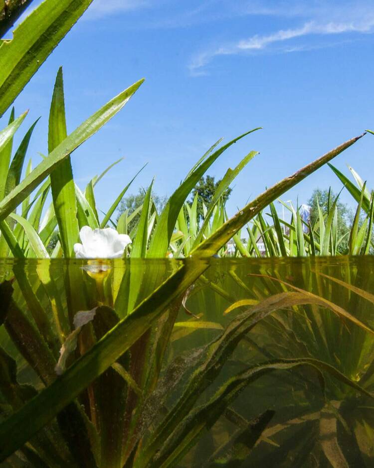 Een beeld half boven, half onder water van waterplanten, zoals de krabbenscheer