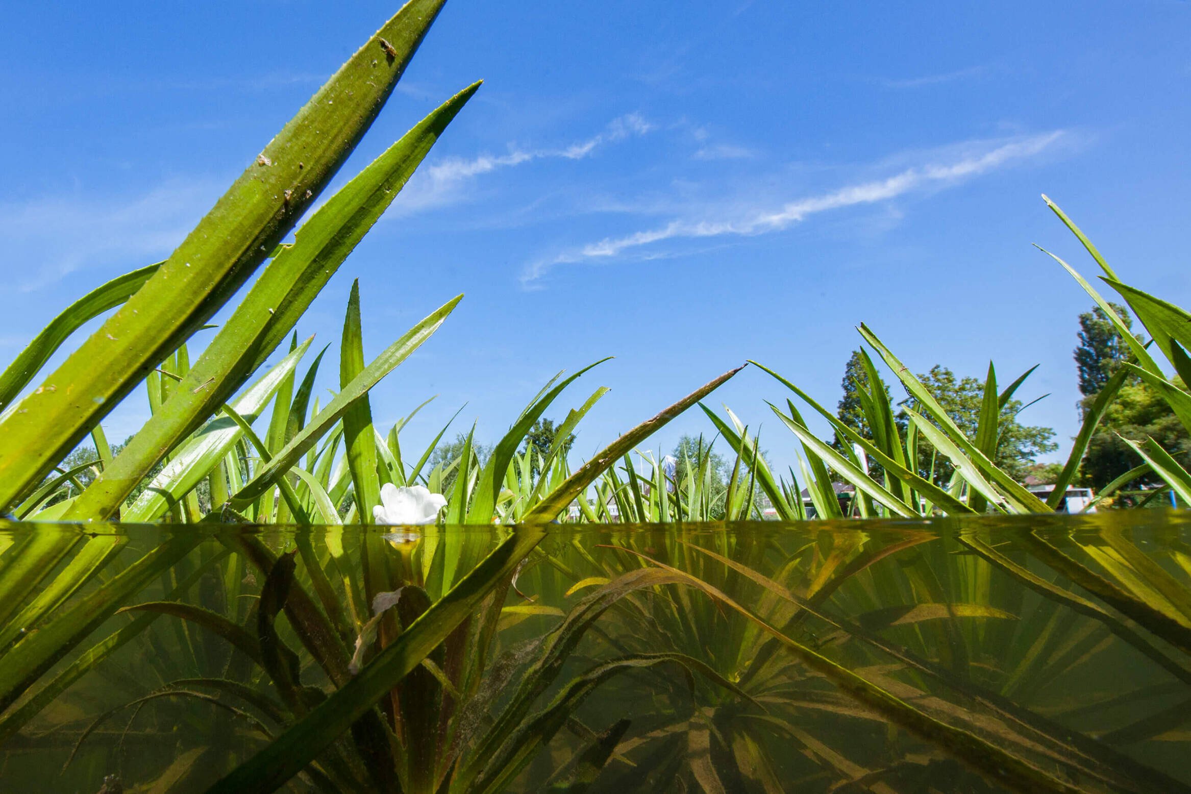 Een beeld half boven, half onder water van waterplanten, zoals de krabbenscheer