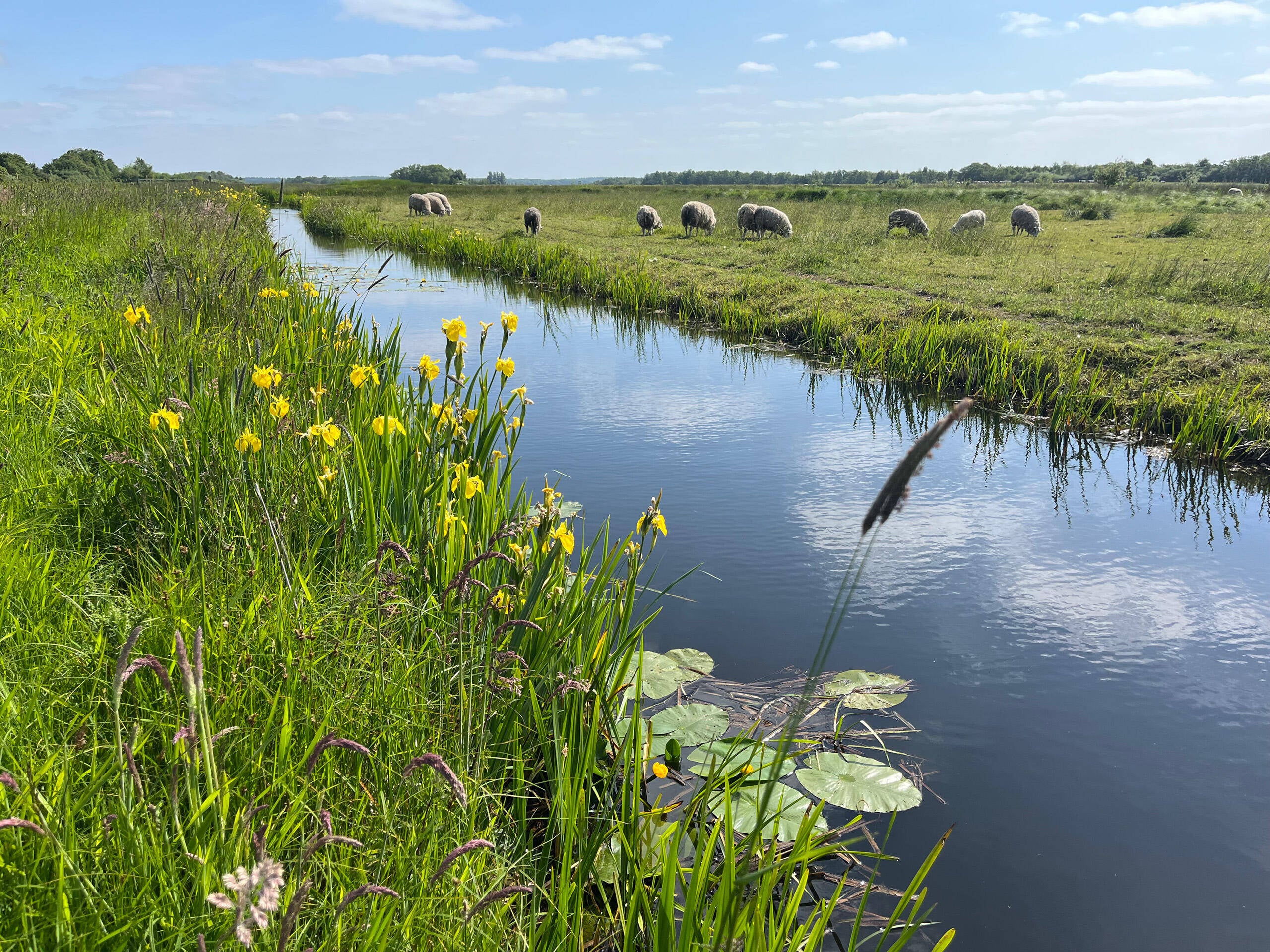 Uiterwaarden Lek, Lopik&nbsp;&nbsp;
Fotograaf: Jeroen Bosch