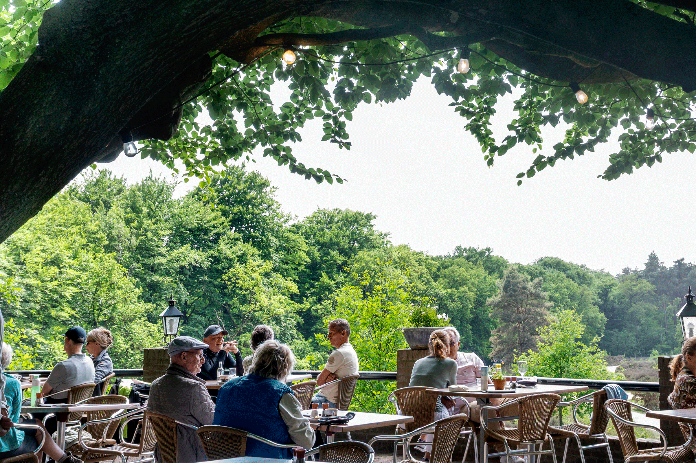 Mensen zitten op een zonnig terras onder een grote boom.