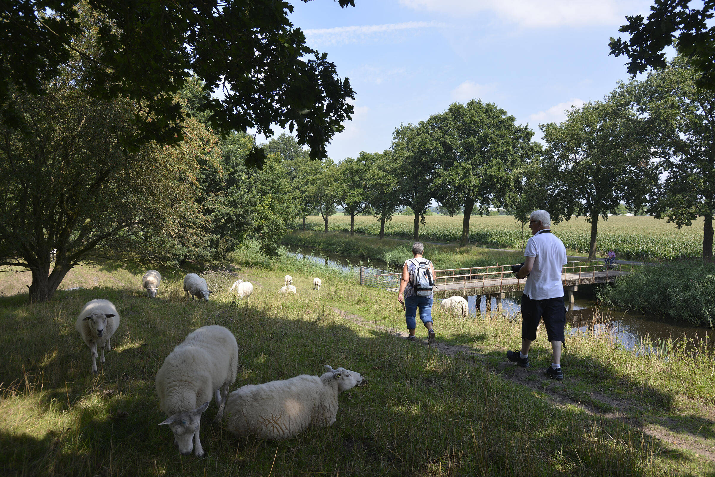 Twee wandelaars lopen over een graspad met schapen naar een kleine houten brug over een sloot, met bomen en een maisveld erachter.