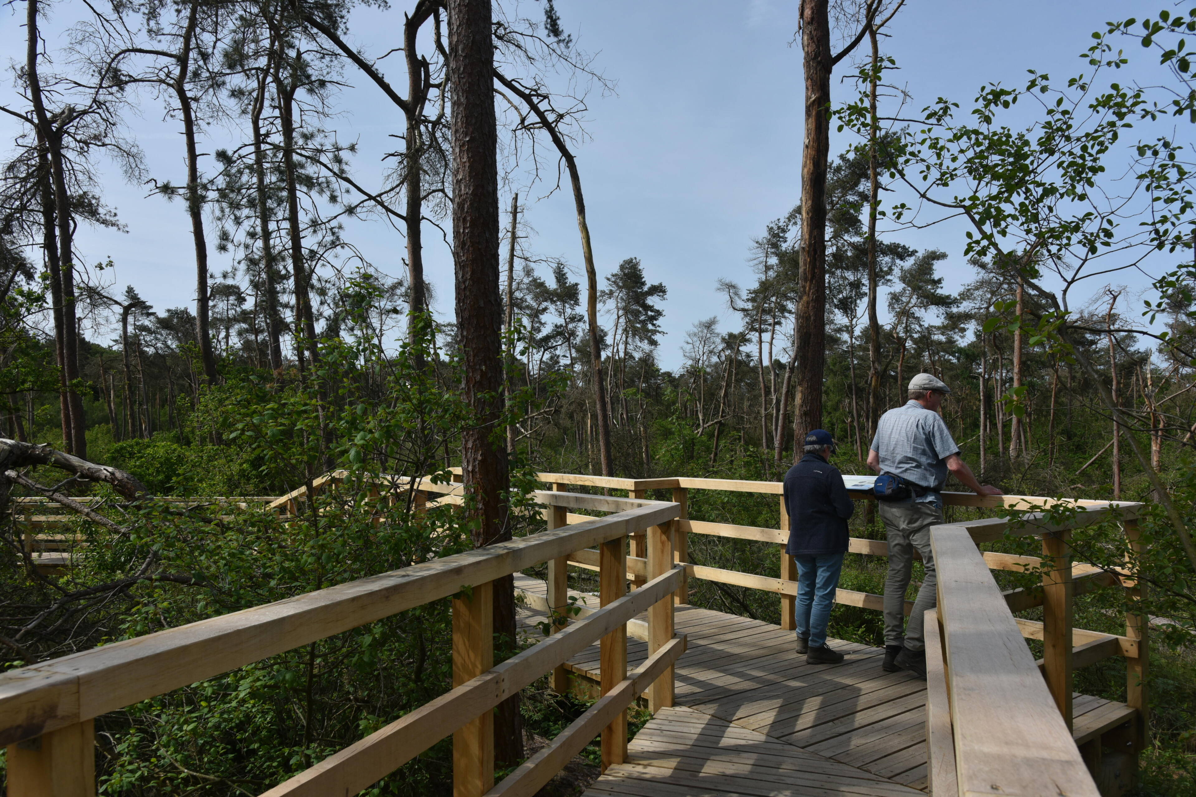 Twee wandelaars lopen over een graspad met schapen naar een kleine houten brug over een sloot, met bomen en een maisveld erachter.