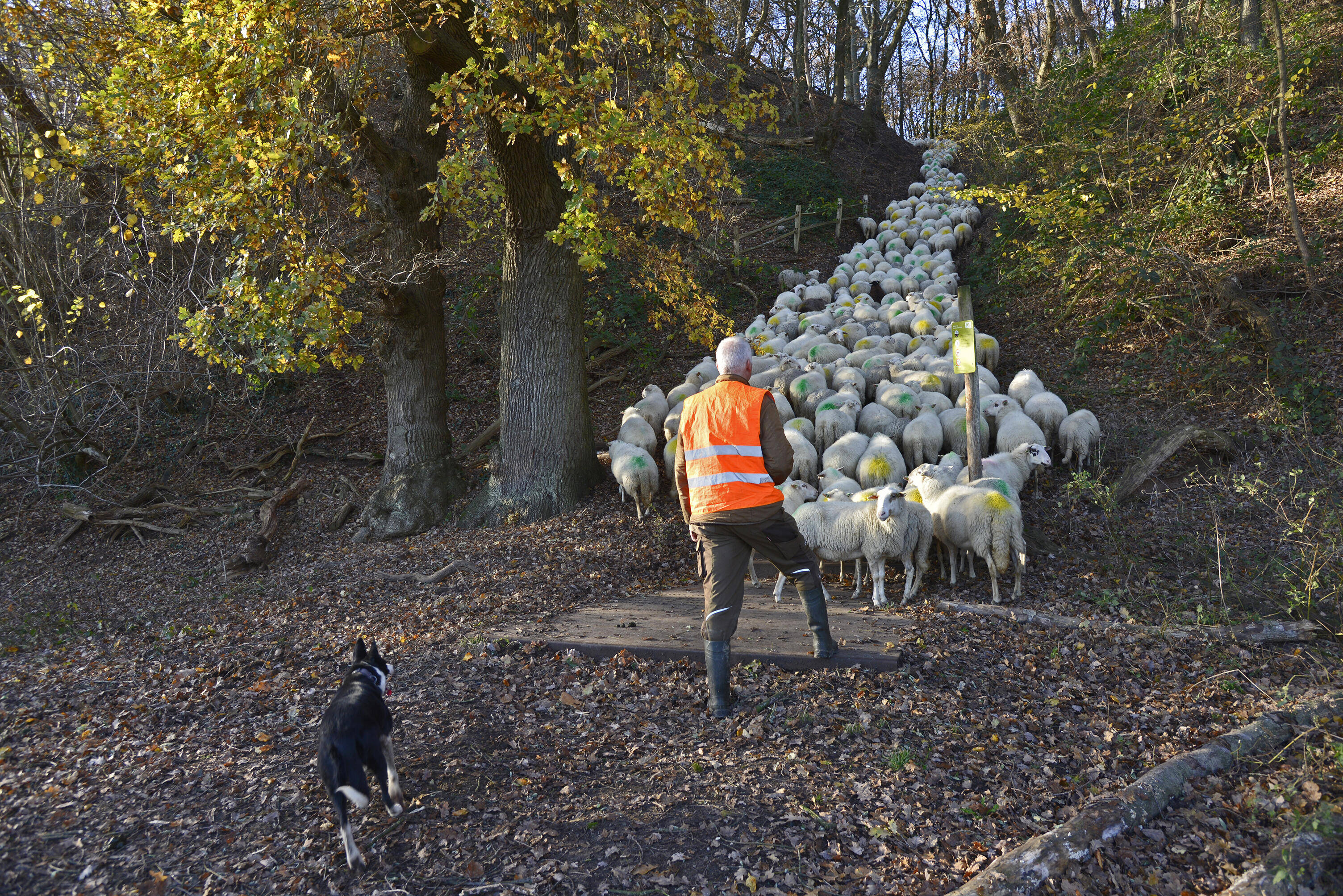 Twee wandelaars lopen over een graspad met schapen naar een kleine houten brug over een sloot, met bomen en een maisveld erachter.