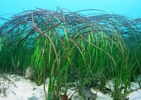 Picture of eel grass under water.