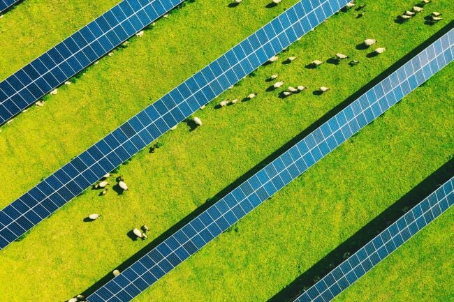 Solar panels in a field with sheep